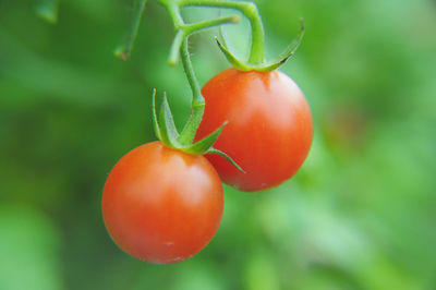 Close-up of cherry tomatoes