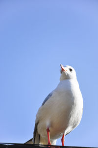 Low angle view of seagull perching against clear blue sky