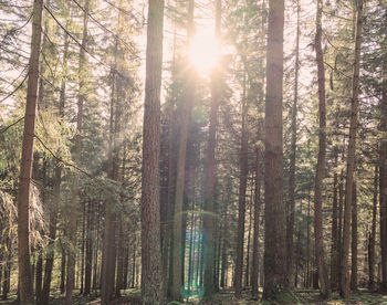Sunlight streaming through trees in forest