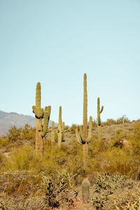 Group of saguaro cacti standing prominently in the sanoran desert near phoenix arizona