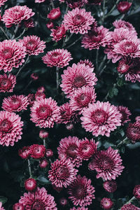 High angle view of pink flowering plants