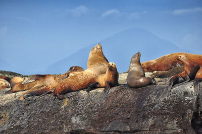Sea lions on gulf against sky