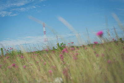 Plants growing on field