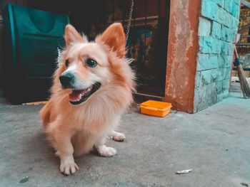 Portrait of dog looking away