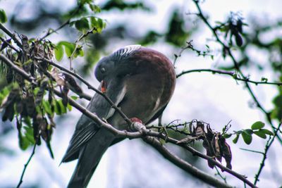 Low angle view of bird perching on branch