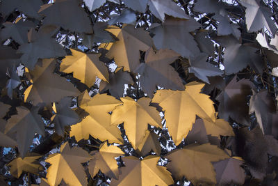 Full frame shot of leaves