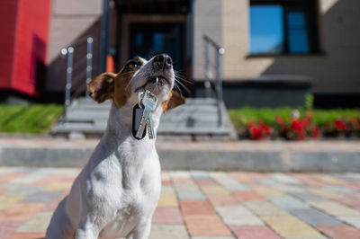 Dog jack russell terrier is sitting at the door holding the keys to the house.