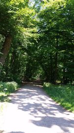 Empty road along trees in forest