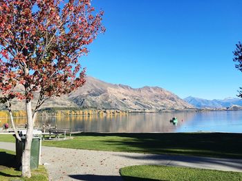 Scenic view of tree and mountains against clear blue sky