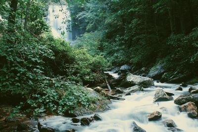 Scenic view of waterfall in forest