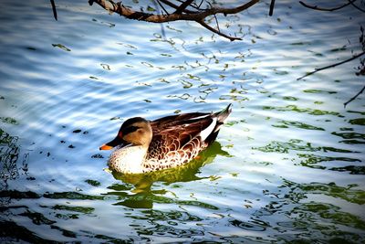 Close-up of duck swimming on lake