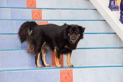 Black dog looking at camera