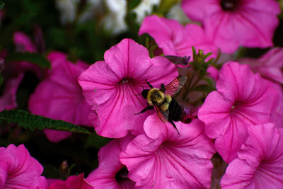 Close-up of insect on pink flowering plant