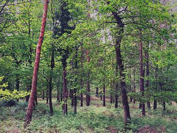 Trees in forest