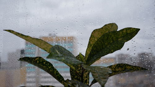 Close-up of raindrops on glass window during rainy season