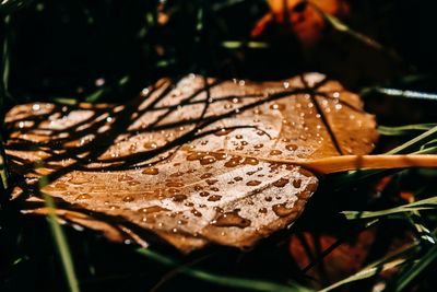 Close-up of wet leaves on field