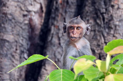 Portrait of monkey against tree trunk