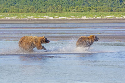 View of sheep in the water