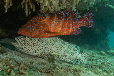 Close-up of fish swimming in sea