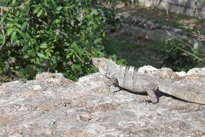 Side view of a lizard on rock