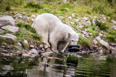 View of drinking water from lake