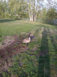 Bird on grassy field