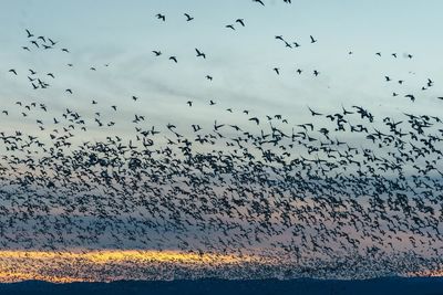 Flock of birds flying against sky during sunset