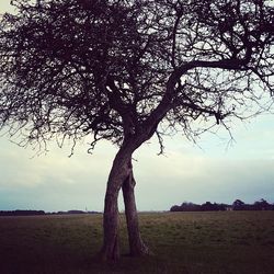 Tree on landscape against sky