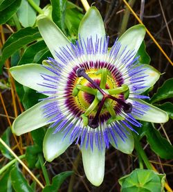 Close-up of purple flower