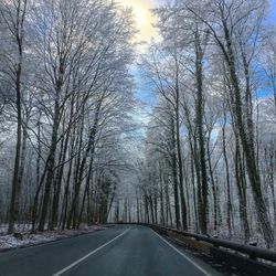 Road amidst trees against sky