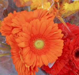 Close-up of orange gerbera daisy