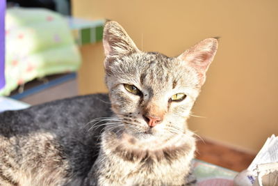 Close-up portrait of a cat