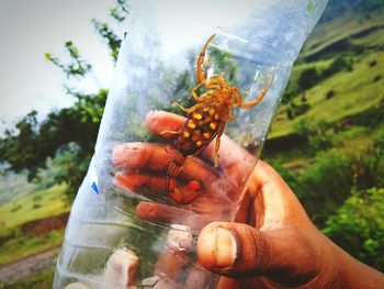 Close-up of hand holding crab