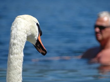 Close-up of swan swimming in lake