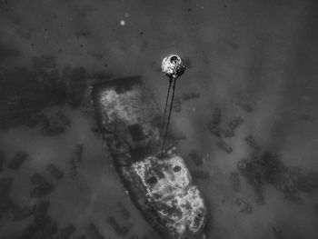 High angle view of jellyfish in water