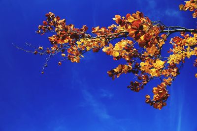 Low angle view of cherry blossom tree against blue sky