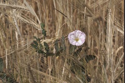 Close-up of flowers blooming on field