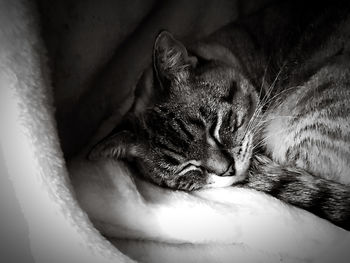 Close-up of cat sleeping on bed