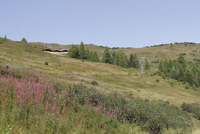 Scenic view of field against clear sky