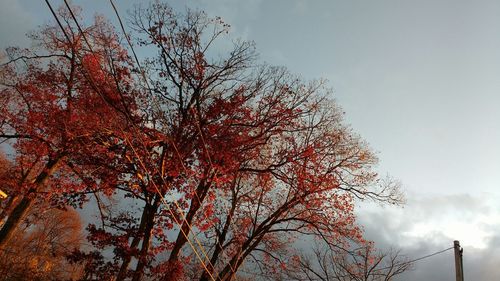 Low angle view of trees against sky