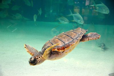 Turtle swimming in sea