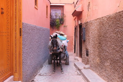 Donkey standing on alley amidst buildings