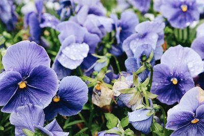 Close-up of purple flowers blooming outdoors