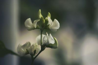 Close-up of white flower growing outdoors