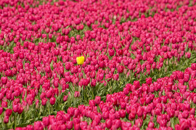 Close-up of pink tulips on field