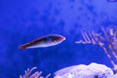 Rainbow wrasse halichoeres pictus fish swimming through a coral reef