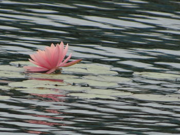 High angle view of flower floating on water