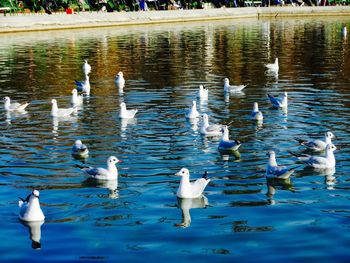 Birds in water