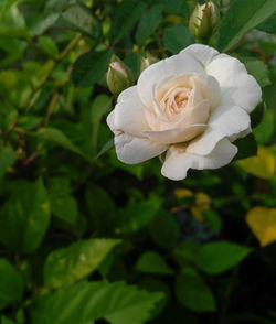 Close-up of white rose