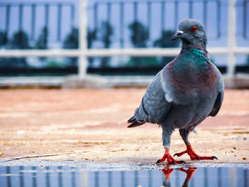 Close-up of bird perching on railing